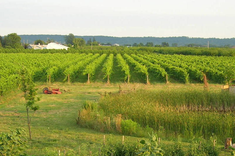 Frogpond Farm Organic Winery